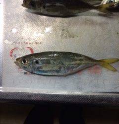 助松埠頭周辺アジング　パターンばらばらで苦労しました