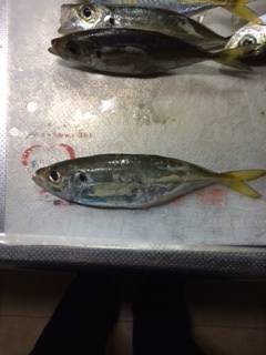 助松埠頭周辺アジング　パターンばらばらで苦労しました