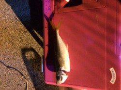 助松埠頭　自作ジグヘッドのアジングはテンポ良いアタリ