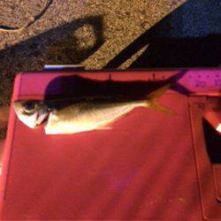 助松埠頭　自作ジグヘッドのアジングはテンポ良いアタリ