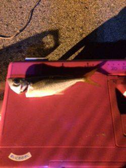 助松埠頭　自作ジグヘッドのアジングはテンポ良いアタリ