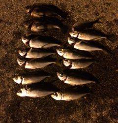 助松埠頭アジング、クリアーのラメ入りワームが反応◎　メバルの接岸も♫