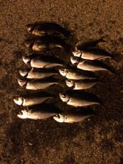 助松埠頭アジング、クリアーのラメ入りワームが反応◎　メバルの接岸も♫