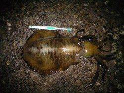 みなべの地磯へヤエン釣りに行ってきました　アオリイカ800gを確保