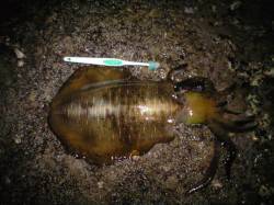 みなべの地磯へヤエン釣りに行ってきました　…