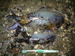 みなべ　地磯にてヤエンでアオリイカ3杯計１．５ｋｇ