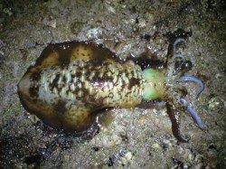 みなべ　地磯にてヤエンでアオリイカ3杯計１．５ｋｇ