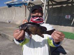 平磯海づり公園　ウキ釣りで27cmの良型メバルをキャッチ