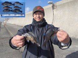 平磯海づり公園　シラサのウキ釣りでメバルの釣果