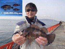 平磯海づり公園　シラサのウキ釣りでメバル25cm