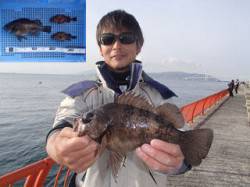 平磯海づり公園　シラサのウキ釣りでメバル2…