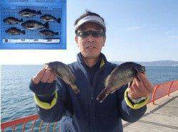 平磯海づり公園　シラサエビのウキ釣りでメバル6匹
