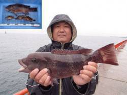 平磯海づり公園　シラサエビのウキ釣りでコブ…