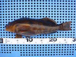 平磯海づり公園　マムシをエサにアイナメ28.5cmの釣果