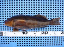 平磯海づり公園　マムシをエサにアイナメ28…