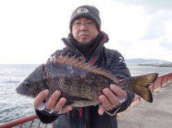 平磯海づり公園、ウキ流し釣りで立派なチヌ！