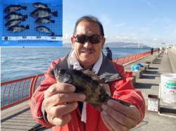 平磯海づり公園　ウキ釣りでメバルの釣果