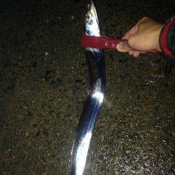 助松埠頭周辺　雨の中のタチウオ釣行　デッドスローでF3タチウオ