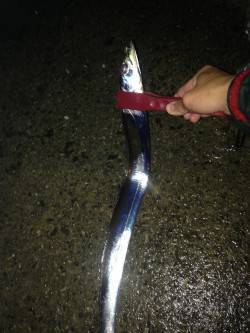 助松埠頭周辺　雨の中のタチウオ釣行　デッド…