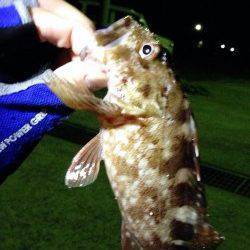 須磨周辺でメバルとガシラ♫　爆風の中3gで底をとりライトワインド