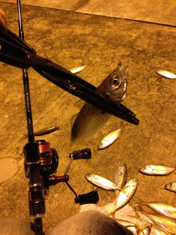 大阪南港でのアジング釣果