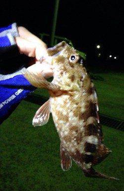 須磨周辺でメバルとガシラ♫　爆風の中3gで底をとりライトワインド