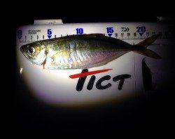 炬口周辺　爆風の中風裏でアジング　重めのＪＨで沖のボトムで好反応でした