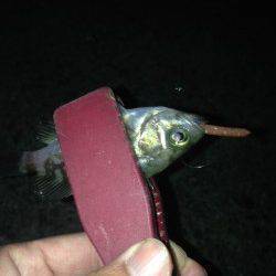 汐見埠頭にて短時間釣行　波止際などを探るとメバルがヒット