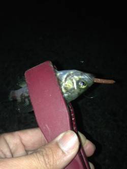 汐見埠頭にて短時間釣行　波止際などを探ると…