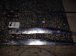 りんくう　ミノーを投入するとタチウオ二連続ヒット、まだいてますね！