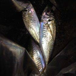 汐見埠頭　短時間アジング釣行、ワームは赤系が好反応でした