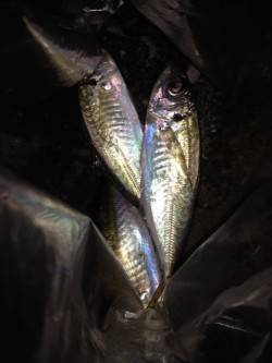 汐見埠頭　短時間アジング釣行、ワームは赤系…