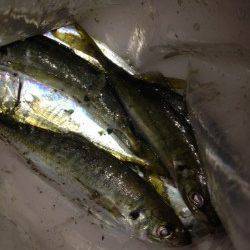 汐見埠頭　軽めのメタルジグにジグサビキで底から中層でアジポツポツ