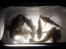 今シーズン初神戸港メバリング調査　小さいながらも割と高活性でした♫