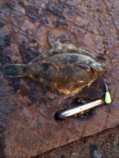 兵庫突堤　ガシラ狙いの胴突き仕掛けに人生初…