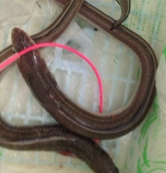 汐見埠頭周辺チョイ投げでアナゴ狙い　アタリの数は多かったです