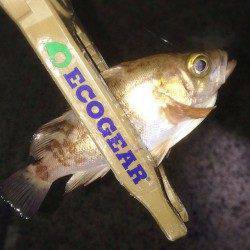 須磨周辺でメバルとガシラ♫　爆風の中3gで底をとりライトワインド