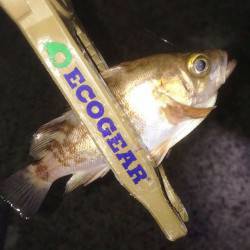 須磨周辺でメバルとガシラ♫　爆風の中3gで…