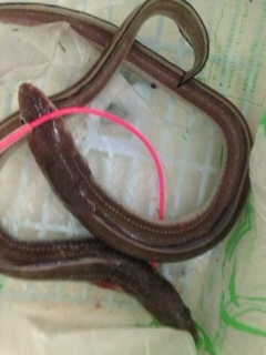 汐見埠頭周辺チョイ投げでアナゴ狙い アタリ…