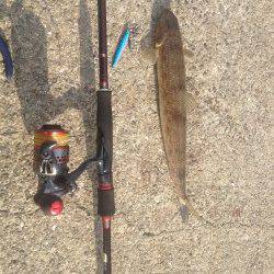 佐野漁港周辺でメバル・ガシラ　1投目から終了まで根魚当たりっぱなしでした！