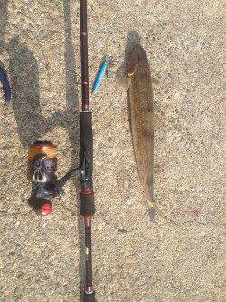 佐野漁港周辺でメバル・ガシラ　1投目から終了まで根魚当たりっぱなしでした！