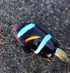 白浜周辺の漁港をジグヘッド＋イシゴカイでランガンしてきました