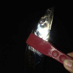 助松埠頭周辺　雨の中のタチウオ釣行　デッドスローでF3タチウオ