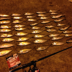 大阪南港でのアジング釣果