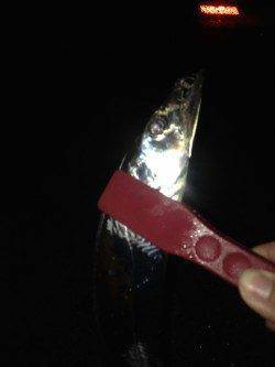 助松埠頭周辺　雨の中のタチウオ釣行　デッドスローでF3タチウオ