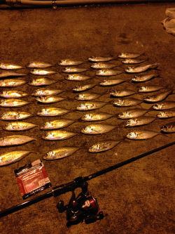 大阪南港でのアジング釣果