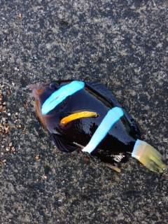 白浜周辺の漁港をジグヘッド＋イシゴカイでラ…