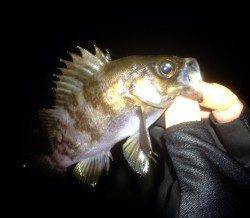 今シーズン初神戸港メバリング調査　小さいながらも割と高活性でした♫