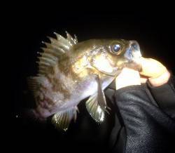 今シーズン初神戸港メバリング調査　小さいな…