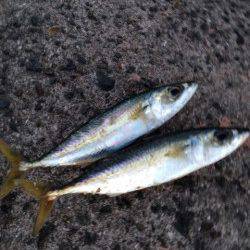 大阪南港にてサビキ釣り　15時頃サバの回遊、アジは夕方に入れ食いタイム